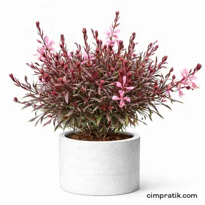 Pembe Gaura - Gaura Lindheimeri 'Siskiyou Pink'
