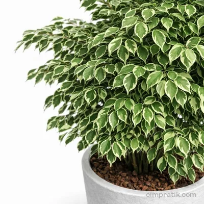Starlight Benjamin - Ficus Benjamina 'Starlight'
