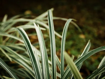 Yucca & Sikas