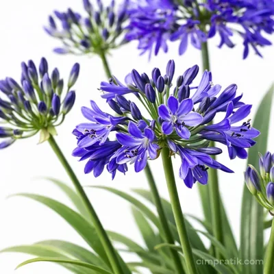 African Lily - Agapanthus Africanus