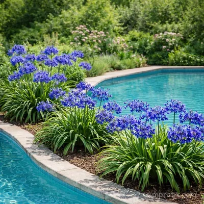 Afrika Zambağı - Agapanthus Africanus - 2