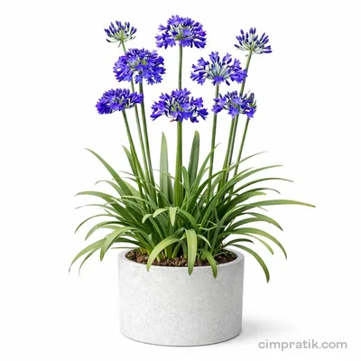 Afrika Zambağı - Agapanthus Africanus - 3