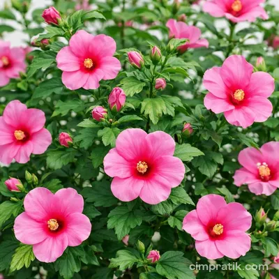 Ağaçhatmi (Hibiscus syriacus)