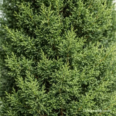 Akdeniz Servisi (Cupressus sempervirens)