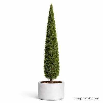 Akdeniz Servisi (Cupressus sempervirens) - 3