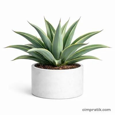 Variegated Smooth Agave (Agave desmettiana 'Variegata') - 3