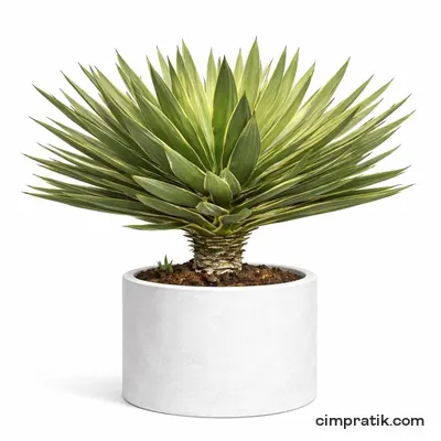 Alacalı Avize Çiçeği - Yucca Gloriosa 'Variegata'