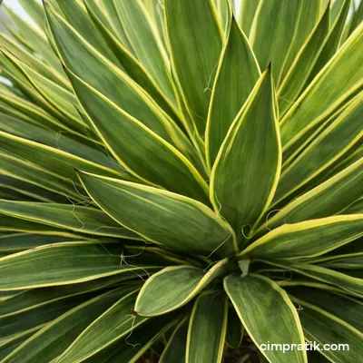 Alacalı Avize Çiçeği - Yucca Gloriosa 'Variegata' - 2