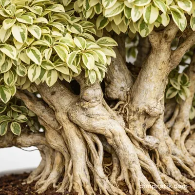 Alacalı Bonsai Ficus (Ficus microcarpa 'Bonsai Variegata')