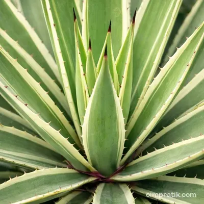 Variegated Caribbean Agave (Agave angustifolia 'Variegata')