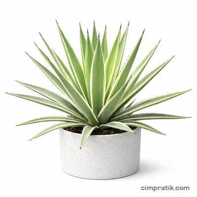 Variegated Caribbean Agave (Agave angustifolia 'Variegata') - 3