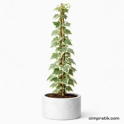 Alacalı Duvar Sarmaşığı - Hedera Helix 'Variegata'