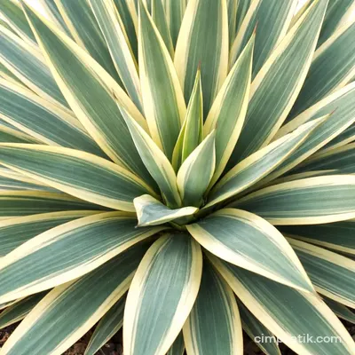 Variegated Spanish Dagger