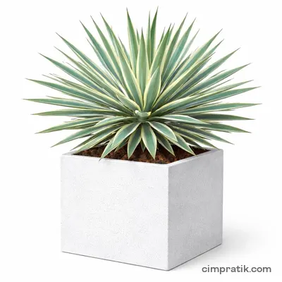 Variegated Spanish Dagger (Yucca gloriosa 'Variegata') - 3