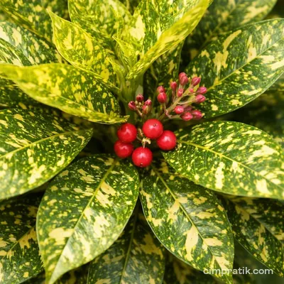 Alacalı Japon Defnesi (Aucuba japonica)