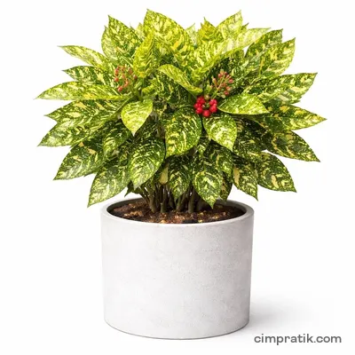Alacalı Japon Defnesi (Aucuba japonica) - 3
