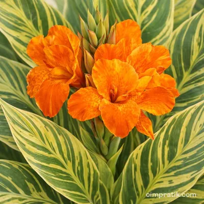 Alacalı Kana (Canna indica 'Variegata')
