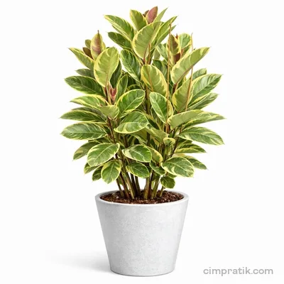 Tineke Rubber Plant - Ficus Elastica 'Tineke' - 3