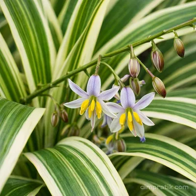 Alacalı Kılıç Otu - Dianella Tasmanica 'Variegata'