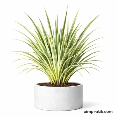 Alacalı Yeni Zelanda Keteni - Phormium Tenax 'Variegatum'