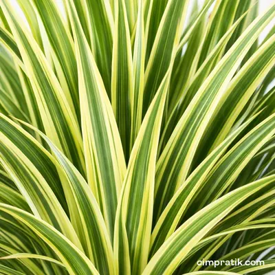 Alacalı Yeni Zelanda Keteni - Phormium Tenax 'Variegatum' - 2