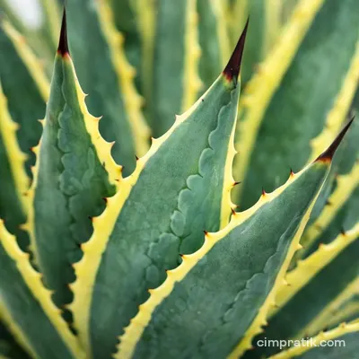 Variegated Century Plant (Agave americana 'Variegata')