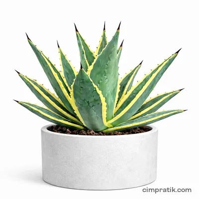 Alacalı Yüzyıl Bitkisi (Agave americana 'Variegata') - 3