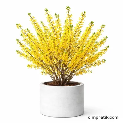 Altınçanak - Forsythia Intermedia