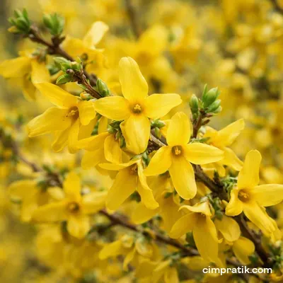 Forsythia - Forsythia Intermedia - 2