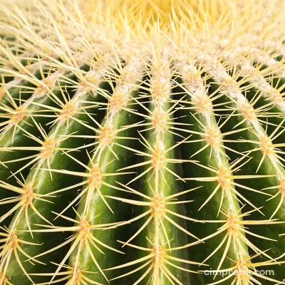 Altınfıçı Kaktüsü (Echinocactus grusonii)