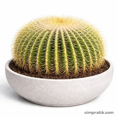Altınfıçı Kaktüsü (Echinocactus grusonii) - 3