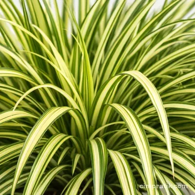 Altuni Kareks (Carex oshimensis 'Evergold')