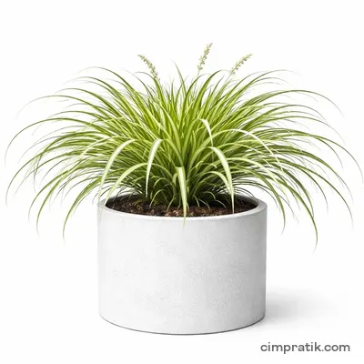 Altuni Kareks (Carex oshimensis 'Evergold') - 3