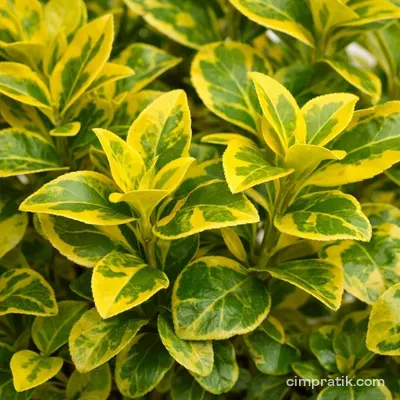 Altuni Taflan (Euonymus japonicus 'Aurea')