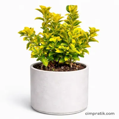 Golden Euonymus (Euonymus japonicus 'Aurea') - 3