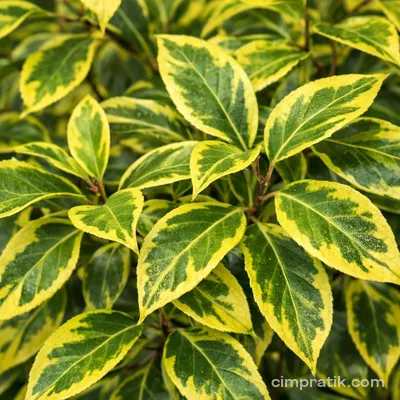 Altuni Yapraklı Süs İğdesi (Elaeagnus ebbingei 'Gilt Edge')