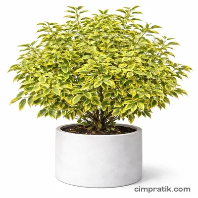 Altuni Yapraklı Süs İğdesi (Elaeagnus ebbingei 'Gilt Edge') - 3