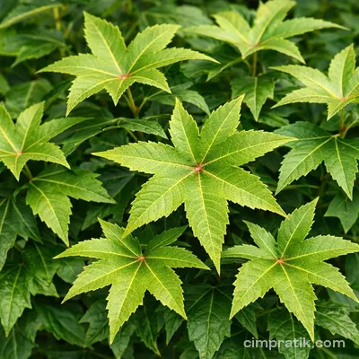 Amerikan Sığla Ağacı (Liquidambar styraciflua)