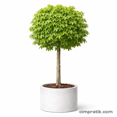 Amerikan Sığla Ağacı (Liquidambar styraciflua) - 3