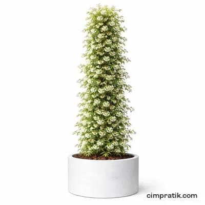 Arap Yasemini - Trachelospermum jasminoides