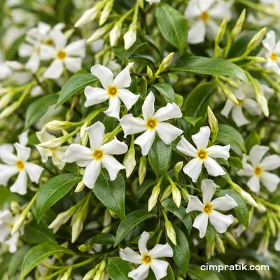 Star Jasmine - Trachelospermum jasminoides - 2