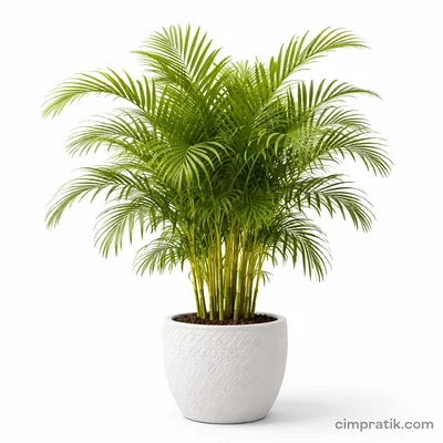 Areka Palmiyesi - Dypsis Lutescens
