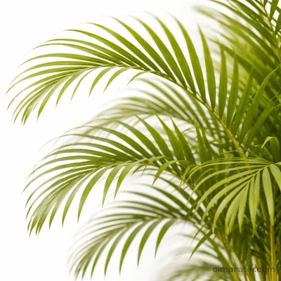 Areka Palmiyesi - Dypsis Lutescens - 3