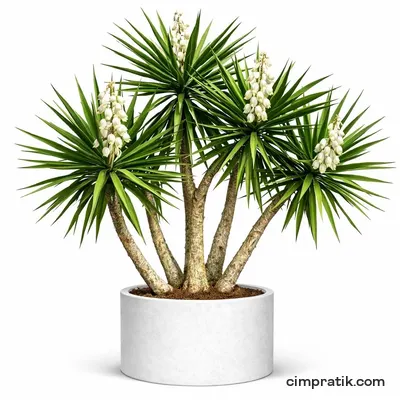 Avize Çiçeği - Yucca Elephantipes