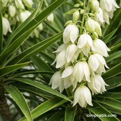 Avize Çiçeği - Yucca Elephantipes - 2