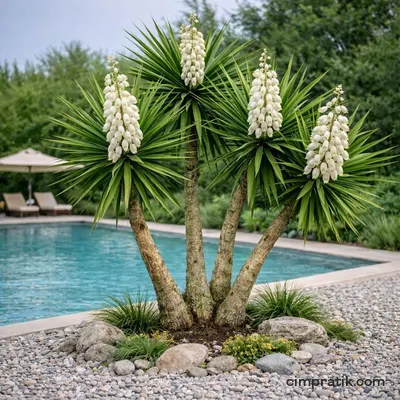 Avize Çiçeği - Yucca Elephantipes - 3