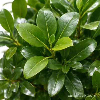 Avustralya Kauçuğu (Ficus australis)