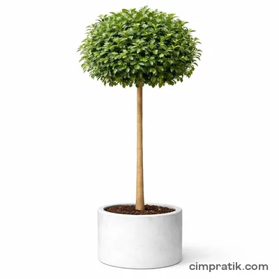 Australian Fig (Ficus australis) - 3