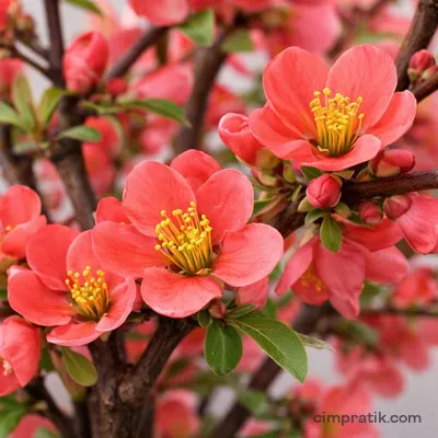 Bahar Dalı (Chaenomeles japonica)