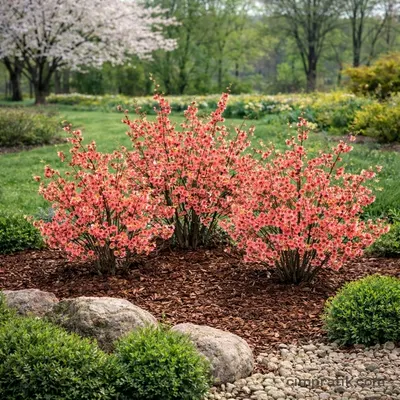 Bahar Dalı (Chaenomeles japonica) - 2